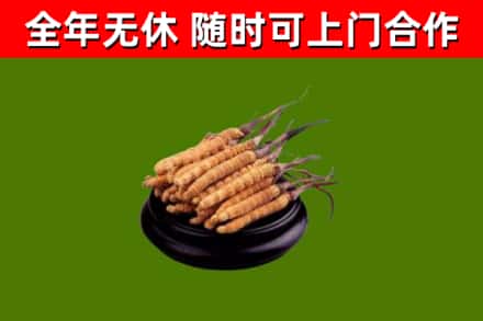 润州区烟酒回收冬虫夏草.jpg